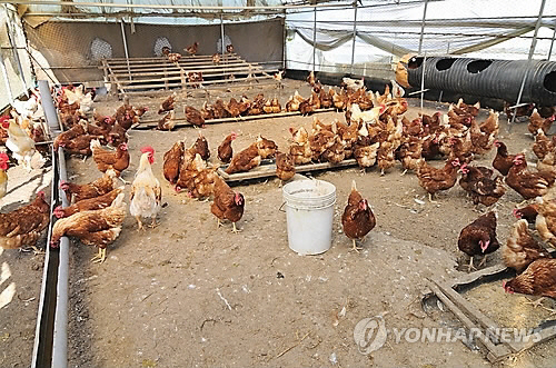 방목형 닭 농장