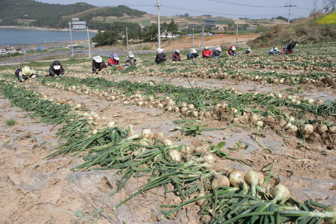 고흥 거금도 양파수확