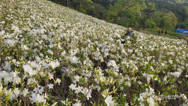 우산 철쭉동산-2