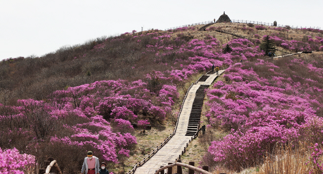 노고산 진달래