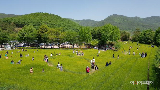 숭진초 청보리밭 축제 사진1