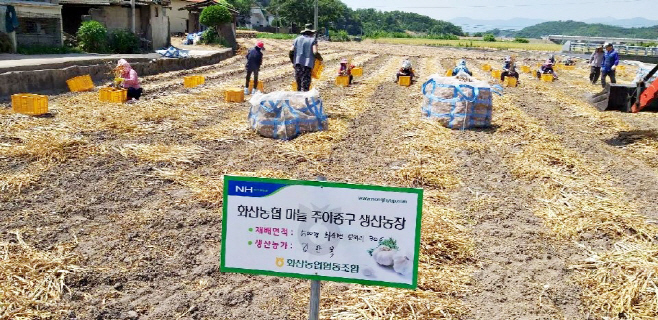영천시) 화산농협 마늘 주아종구 생산농장 사진