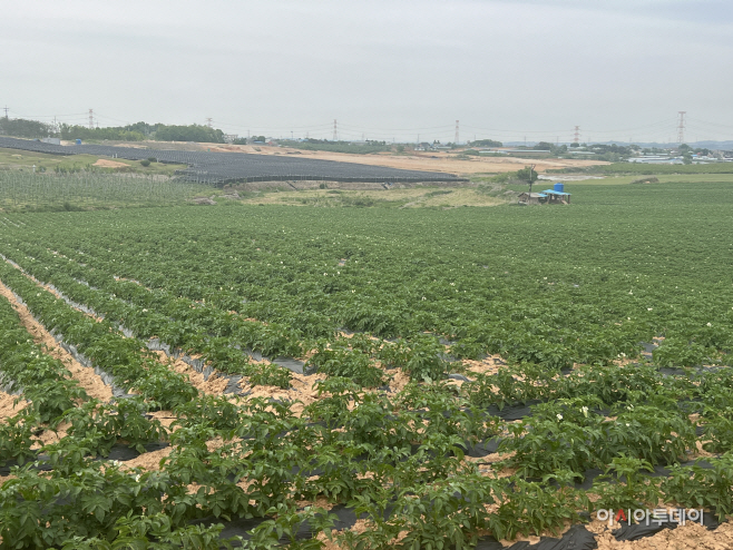 봄감자 개화기 토양 수분관리 중요