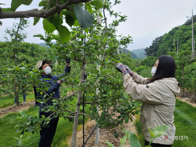 김천시 일자리경제과, 지역 과수농가 일손돕기 나서