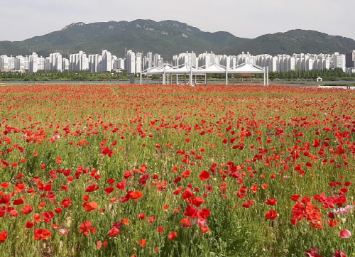 경남 김해서 꽃축제 개막…야생화단지도 개방