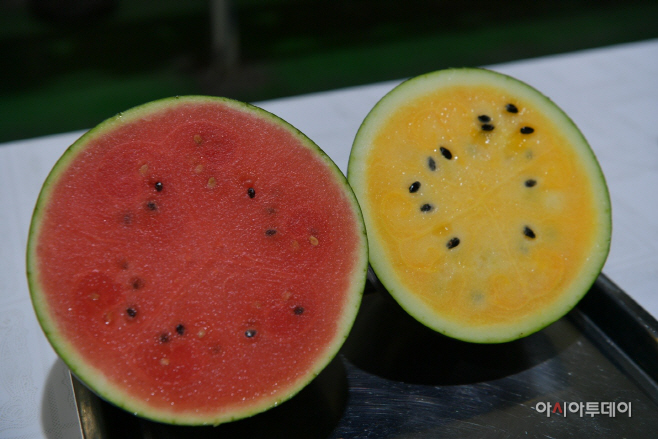 예산군, 1∼2인 가구 겨냥 ‘소형 흑피수박·블랙망고수박’ 본