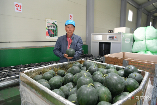 예산군, 1∼2인 가구 겨냥 ‘소형 흑피수박·블랙망고수박’ 본