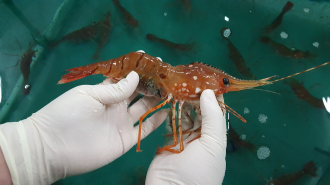 (3-3)포란도화새우