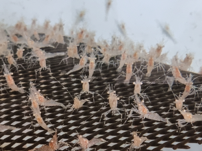 (3-1)어린도화새우