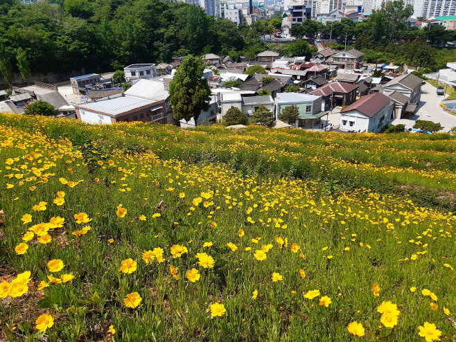 드라마촬영장 금계국1