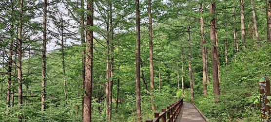 영주 마실치유 숲