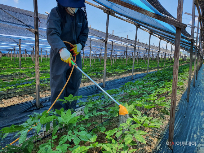 충남도 인삼 가뭄피해 예방 관수시설 필수