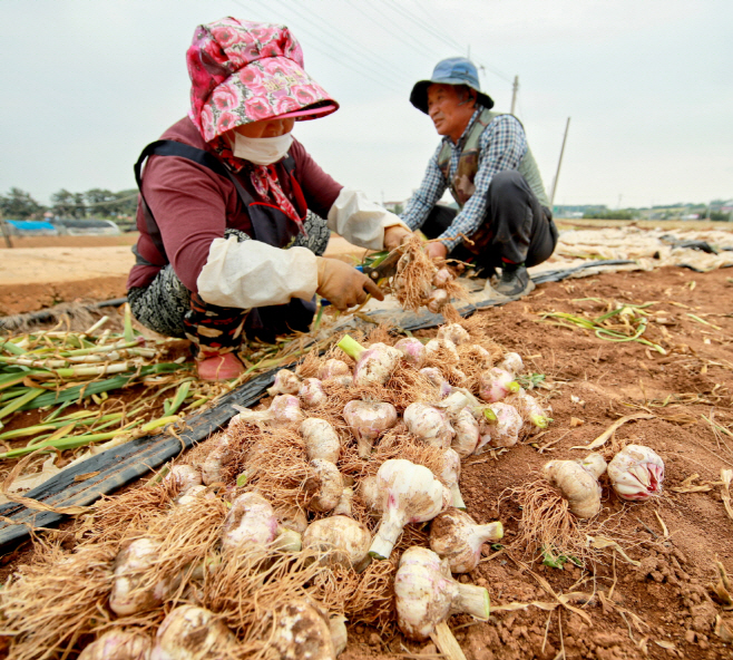 충남 태안서 마늘 수확 ‘한창’