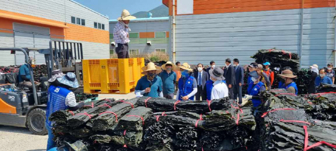 풍년 기원 고흥 명품 건다시마 개장 (2)