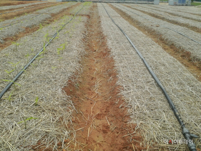 충남도 생강 싹 출현시기 가뭄대응 관수 시설 필수