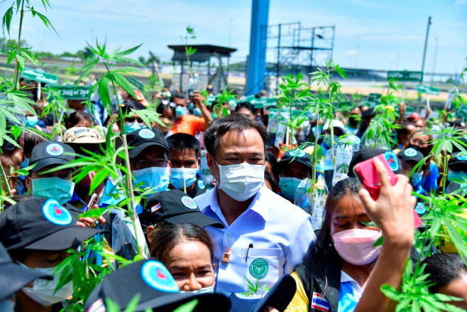 THAILAND-CANNABIS/ <YONHAP NO-5480> (via REUTERS)