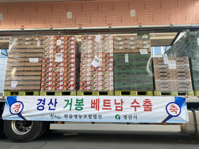 경산시- 경산 거봉포도 베트남으로 올해 첫 수출1