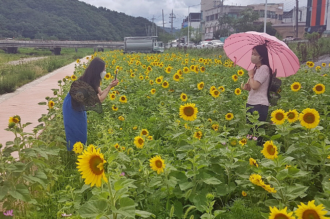 친수공원으로 조성된 불국 동 시래 천/제공=경주시