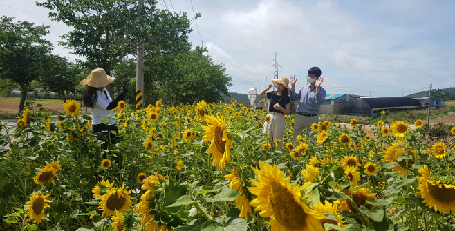 팔금면