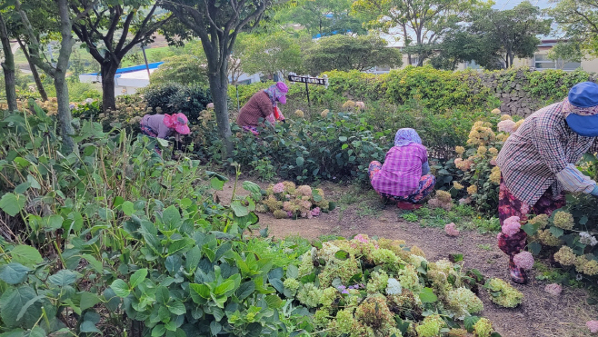 수국 준비