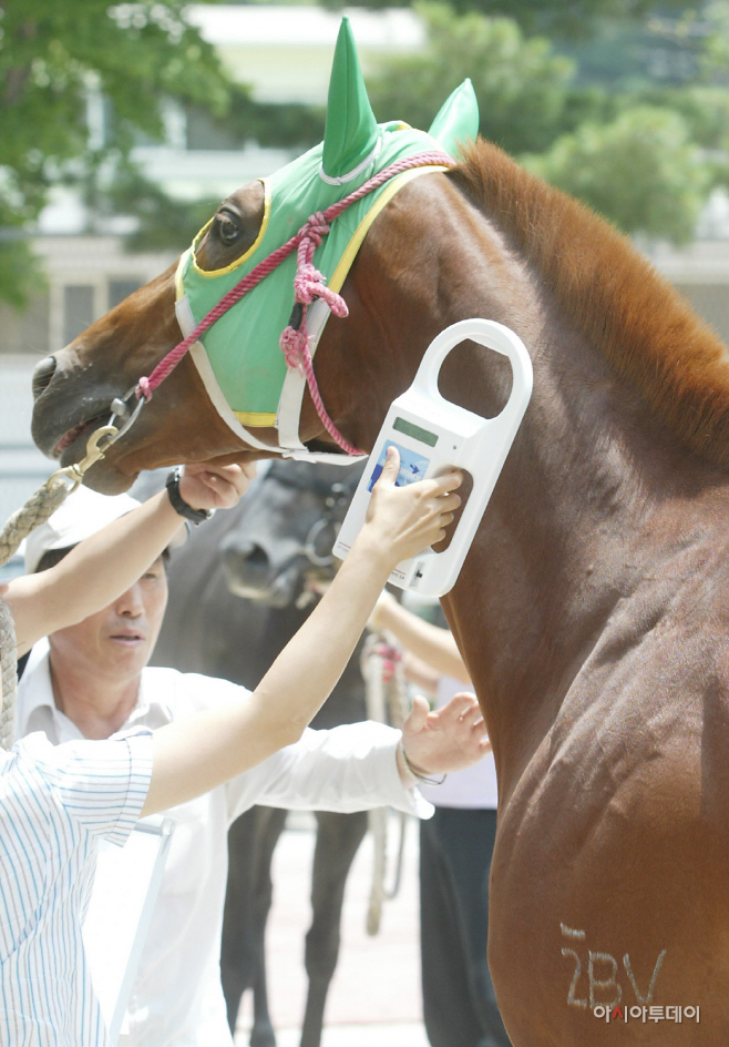 (사진) 경주마 개체식별 리더기로 개체 확인 중인 모습