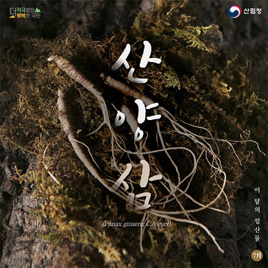 7월의 임산물 산양 삼