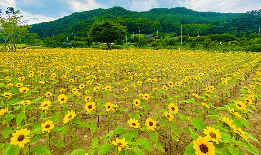 금강생태마당 해바라기