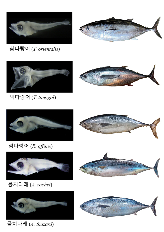 다랑어류 5종 어린물고기 및 성어 사진