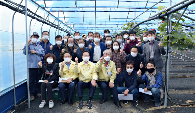 사진3(샤인머스캣 기획보도_영천시 샤인머스캣 최고품질 스마트