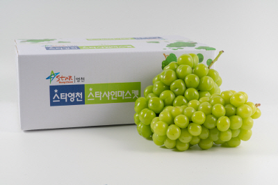 사진17(샤인머스캣 기획보도_영천 샤인머스캣)