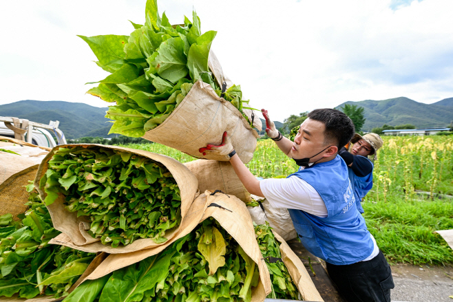 잎담배 농가 수확 봉사활동