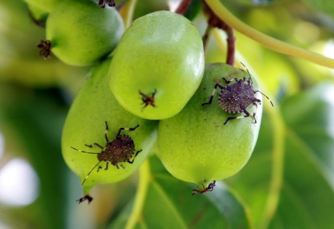 전남농업기술원