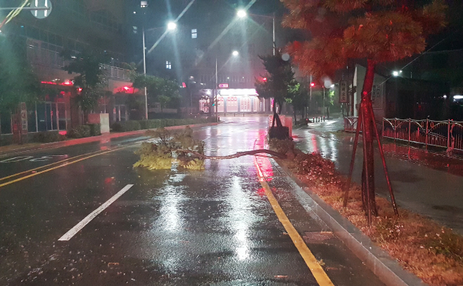 난마돌 강풍에 쓰러진 가로수<YONHAP NO-2552>