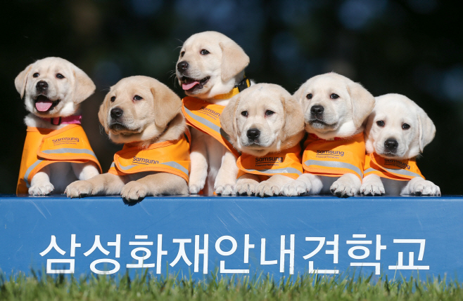 퍼피워킹을 앞둔 예비 안내견