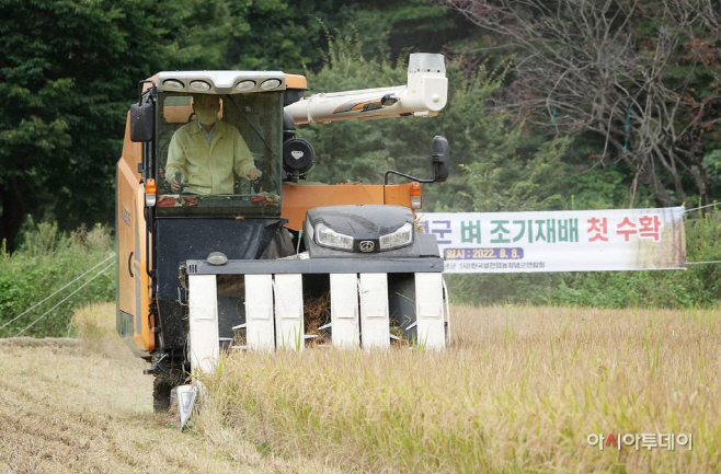 조기재배벼수확(20220808)13