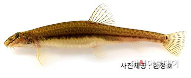 미호종개