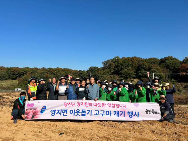 양지 고구마