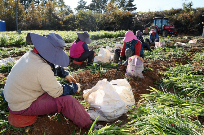 갯바람 맞고 자란 ‘태안 생강’ 본격 출하