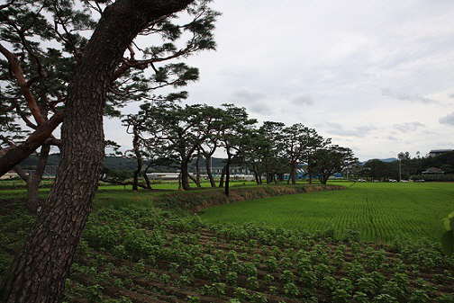 보은금굴리소나무마을숲