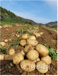 감자