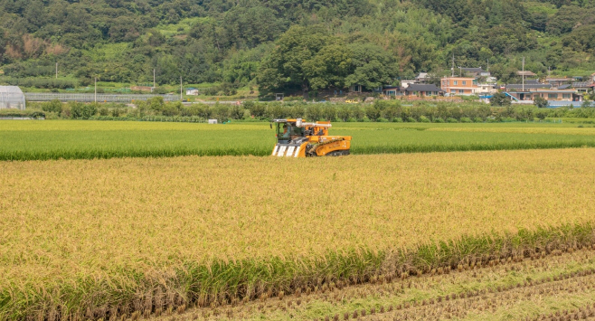 전남도