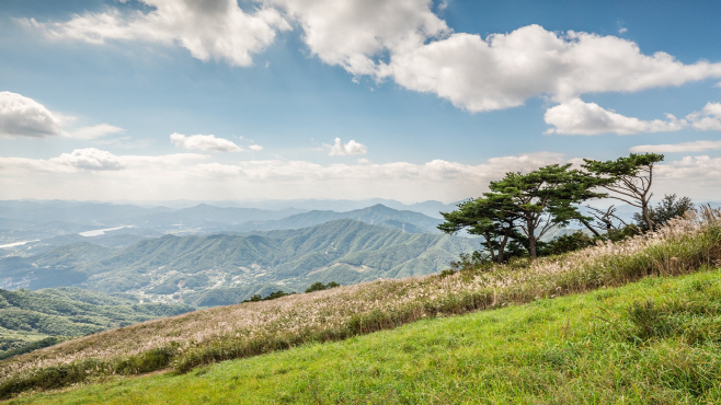 01. 양평 100년의 숲