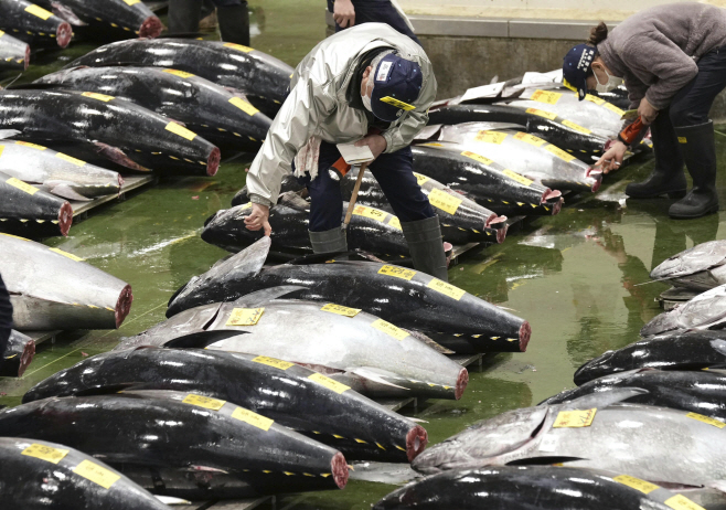 Japan Tuna Auction