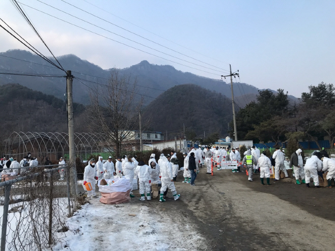 포천시는 관인면 중리 소재 해당 농장에서 아프리카돼지열병 발