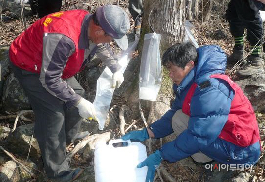 고로쇠 채취 시작1