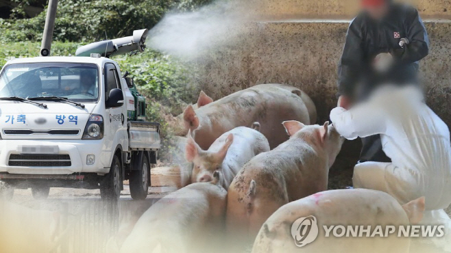 아프리카돼지열병