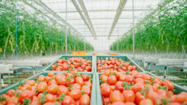 [쿠팡 사진2] 로켓프레시 토마토