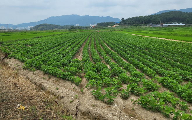 전남도