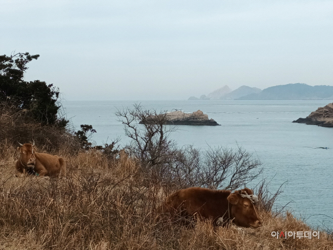 전남도