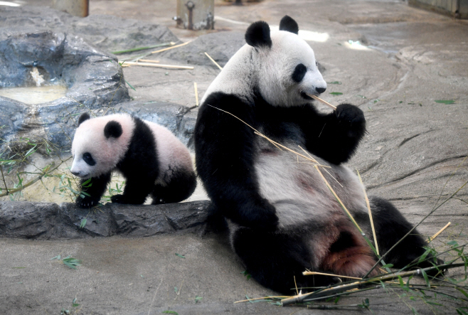 JAPAN-PANDA/
